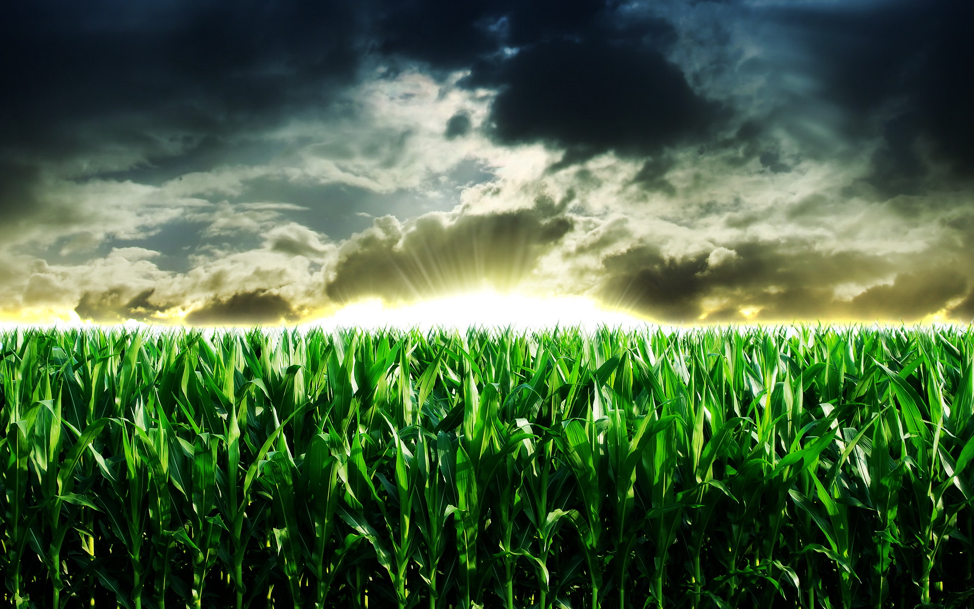SKY ENGINE AI announces new synthetic data cloud win from major European agriculture manufacturer